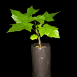 Arce Real, Arce de Noruega, Acer Platanoides