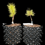 Pinus Sylvestris Gold, Pino Moneda de Oro.