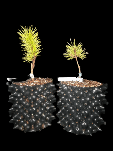 Pinus Sylvestris Gold, Pino Moneda de Oro.