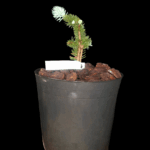 Picea Pungens Globosas, Abeto Azul