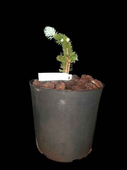 Picea Pungens Globosas, Abeto Azul