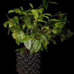 Camelia Sinensis o Planta del Té verde Oriental. 4 lt.