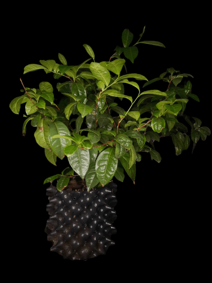 Camelia Sinensis o Planta del Té verde Oriental. 4 lt.