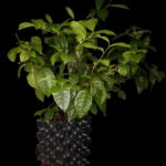 Camelia Sinensis o Planta del Té verde Oriental. 4 lt.
