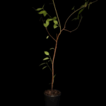 Prunus Pseudoserasus, Cerezo Chino.