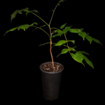 Wisteria Frutescens, Wsiteria Americana