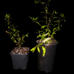 Punica Granatum Nana, Granada Enana.