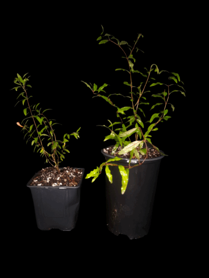 Punica Granatum Nana, Granada Enana.