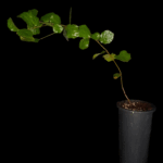 Quercus Agrifolia, Encina de California, Encino Verde