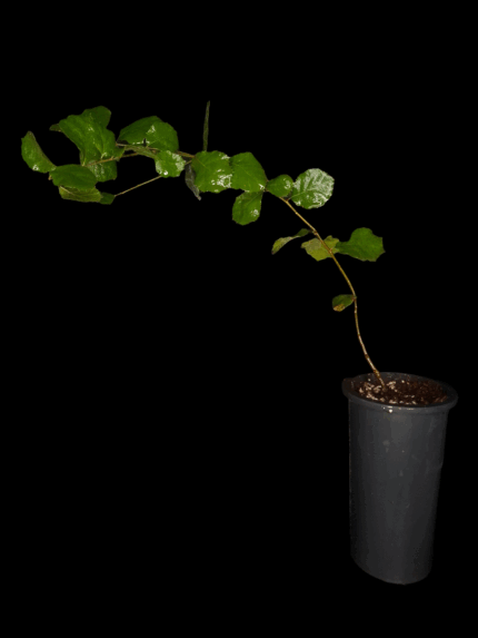 Quercus Agrifolia, Encina de California, Encino Verde