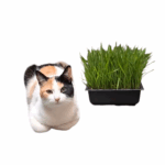 Pasto De Trigo Para Gatos Ayudante Digestivo Kit Completo