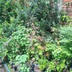 Cultivares de Arce/Maple Japonés